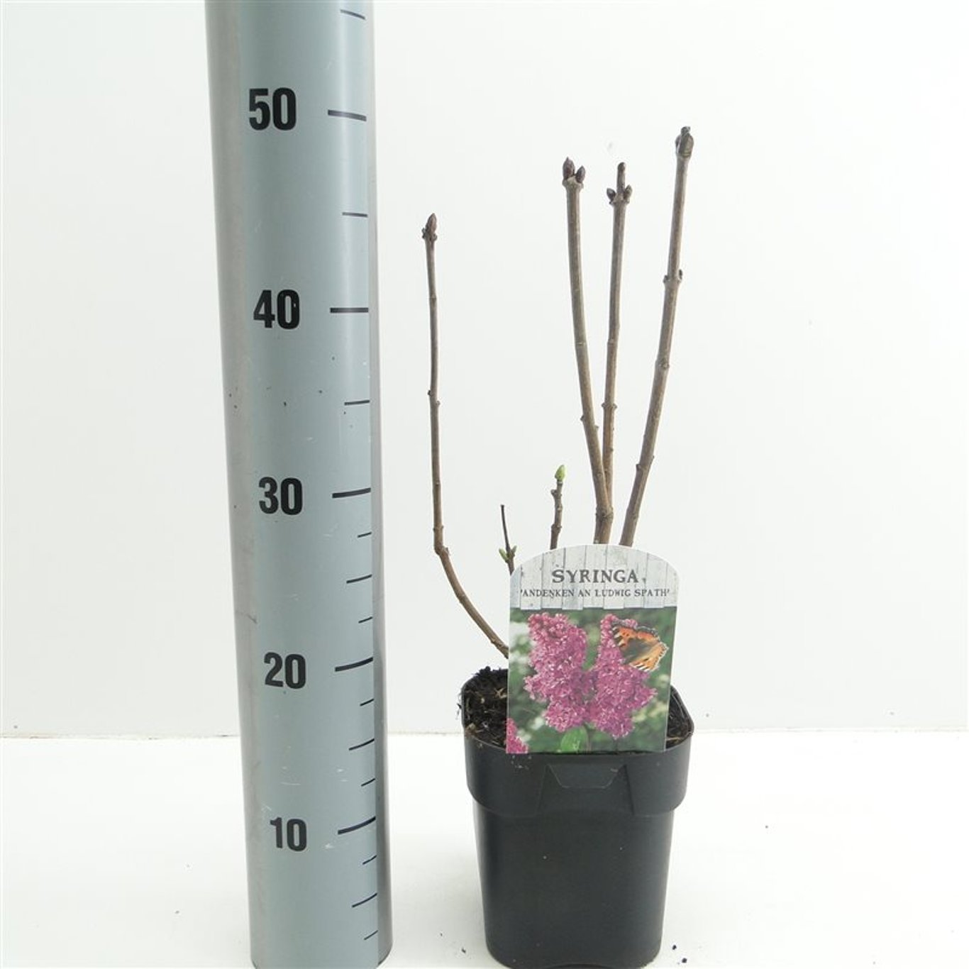 Syren (V); – Syringa vulgaris 'Ludwig Spaeth' - C2